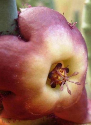 Tromotriche revoluta