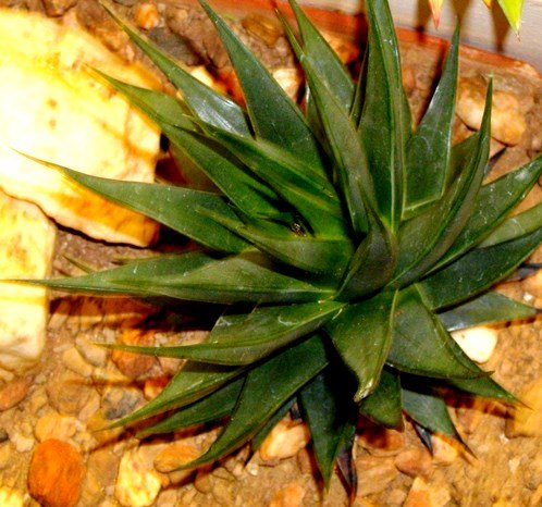 Tulista marginata