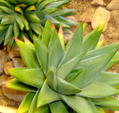 Tulista marginata pale leaves