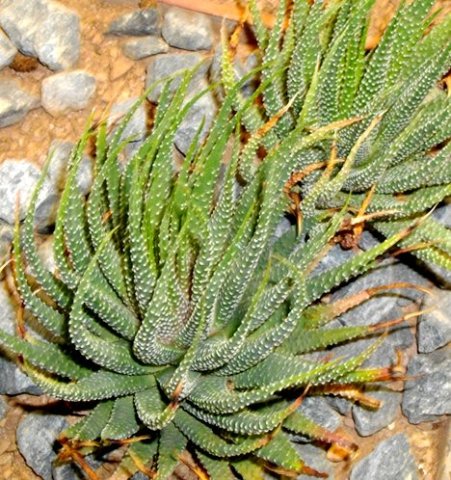 Tulista minima var. poellnitziana