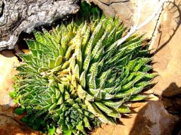 Aristaloe aristata multiple leaf rosettes