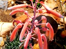 Aristaloe aristata inflorescence
