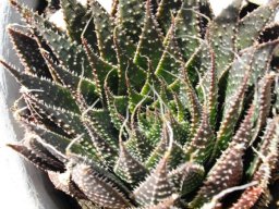Aristaloe aristata