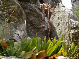 Kumara haemanthifolia