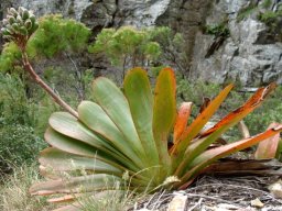 Kumara haemanthifolia leaves