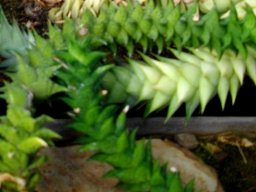Astroloba corrugata 