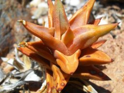 Astroloba rubriflora