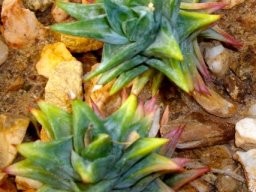 Astroloba rubriflora green leaves