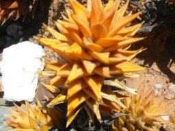 Astroloba smutsiana