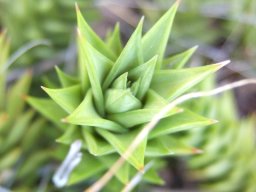 Astroloba smutsiana stem-tip