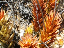 Astroloba spiralis