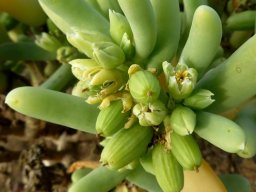 Augea capensis, baboons food