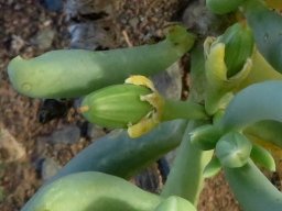 Augea capensis sepals