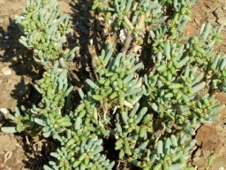 Augea capensis