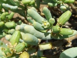 Augea capensis leaves