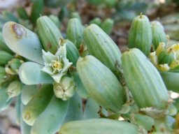 Augea capensis flower and fruit