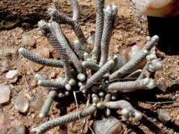 Avonia albissima