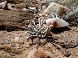 Avonia albissima in habitat