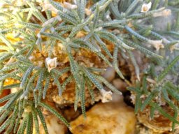 Avonia quinaria subsp. quinaria stems
