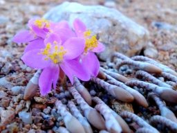 Avonia quinaria subsp. quinaria flowers