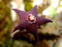 Australluma ubomboensis