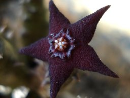 Australluma ubomboensis flower