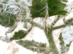 Codon royenii leaf midrib spines