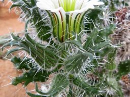 Codon royenii flowering