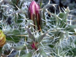 Codon royenii bud