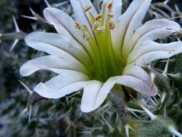 Codon royenii flower