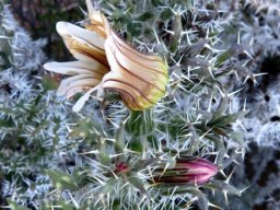 Codon royenii flower beginning and end
