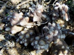 Duvalia caespitosa