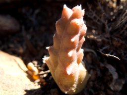 Duvalia caespitosa, a gortjie 