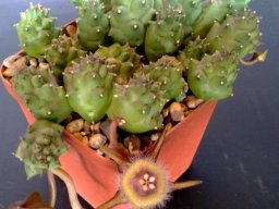 Duvalia corderoyi