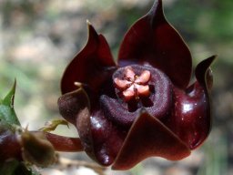 Duvalia polita flower