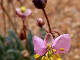 Kewa salsoloides bud and flower