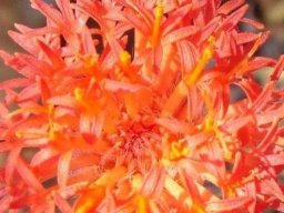 Kleinia stapeliiformis flowerhead