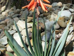 Kumara plicatilis flowering in Australia