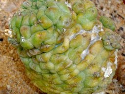 Larryleachia cactiformis