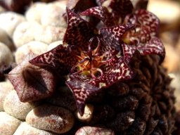 Larryleachia marlothii flower