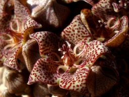 Larryleachia marlothii flower