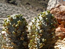 Larryleachia perlata