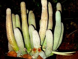 Lavrania haagnerae