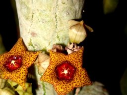 Lavrania haagnerae buds and flowers