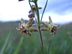 Miraglossum pulchellum