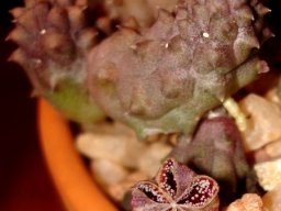 Pectinaria articulata