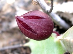 Stapeliopsis saxatilis flower
