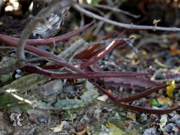 Stapeliopsis saxatilis fruit follicles