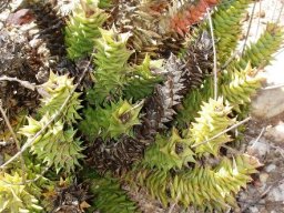 Astroloba aspera