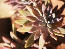 Succulent rosette